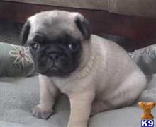 pug puppy posted by ekane Beasley